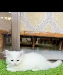 White Persian Kitten Male