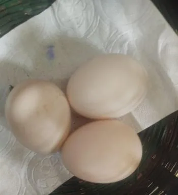 দেশি মুরগির ডিম