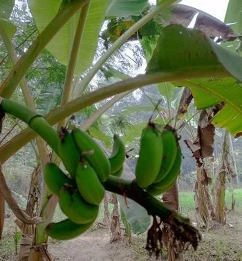 সবরি কলা