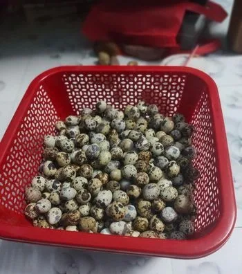 কোয়েল পাখির ডিম