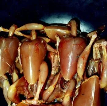 পুরুষ কোয়েল পাখি