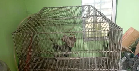 পাখির খাচা