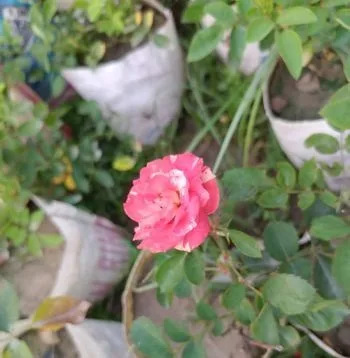 গোলাপ গাছ