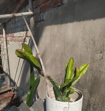 ড্রাগন গাছ