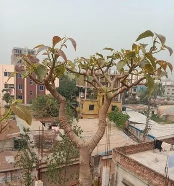Ficus Rumphii Bonsai