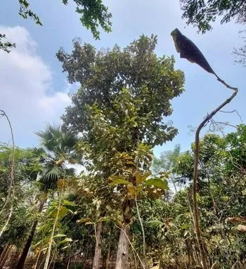 ২ টি সেগুন গাছ বিক্রি করা হয়েছে