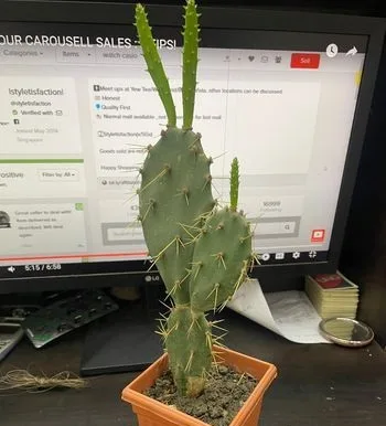 Cactus