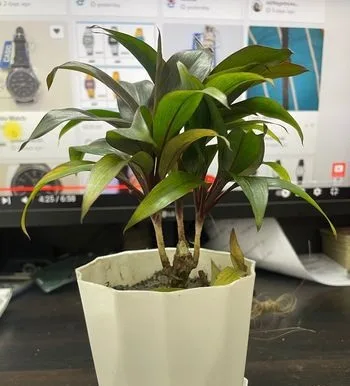 Indoor plant