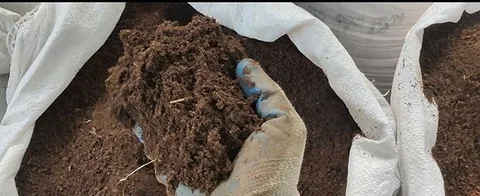 কেচো সার