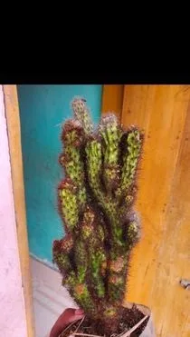সার্কোলেন্ট ২ টা আছে