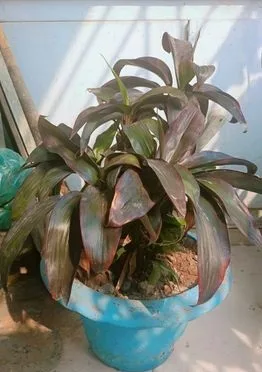 বড় টপ সহ মাদার গাছ