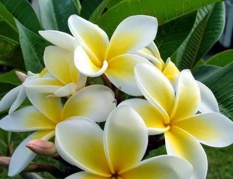 ফুল সহ কাঠগোলাপ চারা