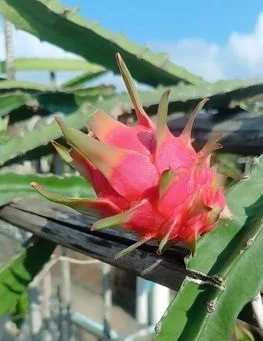 ড্রাগন গাছ
