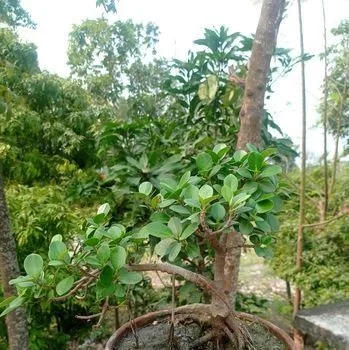 Bonsai