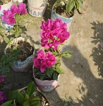 বাগান বিলাস