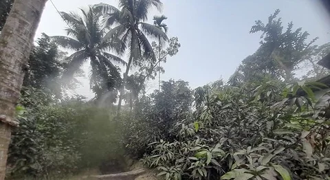 আম চারা