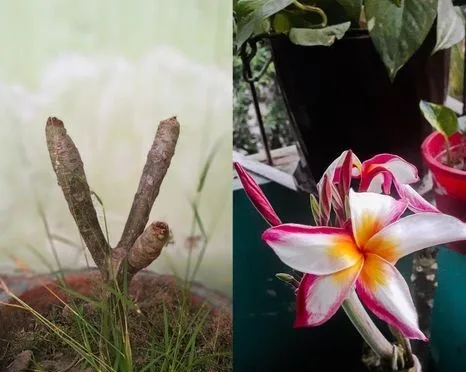 কাঠগোলাপ গাছ