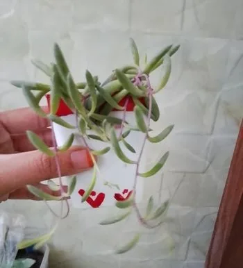 সেমি ইনডোর রুবি নেকলেস