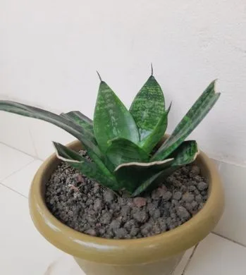 Indoor Plant