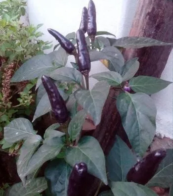 মরিচের চারা।