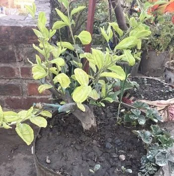 বাউ কুল + স্টবেরি