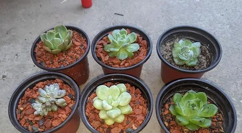 Succulent pakage 1