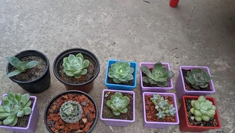 succulent package 2