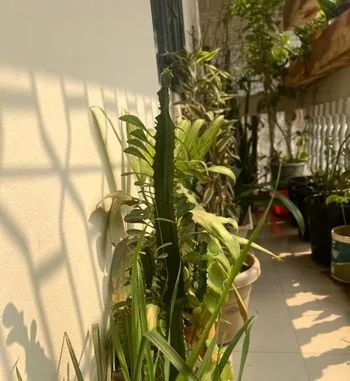 বাগান