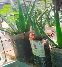 Alobera plant