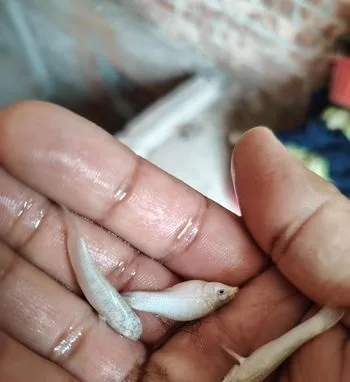 Radium Montail Molly Fish