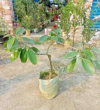 সাদা জাম গাছ