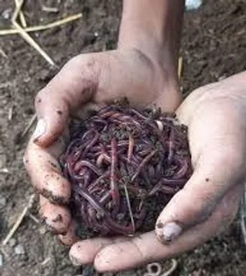 কেঁচো কম্পোস্ট সারের ভার্মি