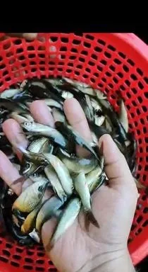 রুই মাছের পোনা