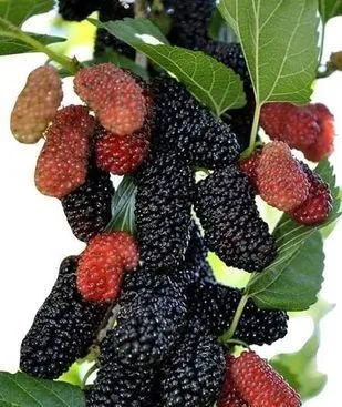 ফলসহ মালবেরি গাছ