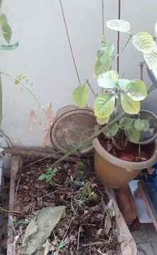 প্রস্তুতকৃত মাটি