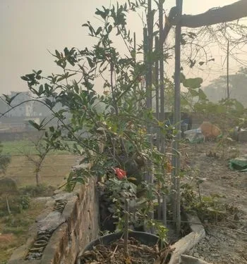 কাঠালের চারা