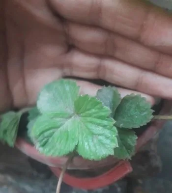 স্ট্রবেরি গাছ