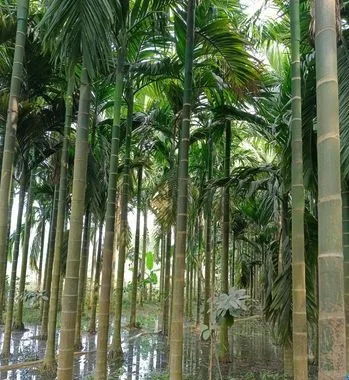 বড় সুপারি গাছ চারা