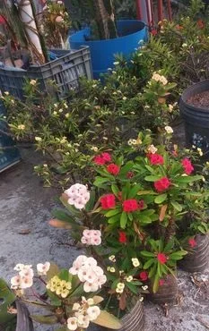 কাটামুকুট কাটিং/গাছ