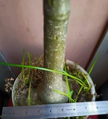 Adenium Obesum