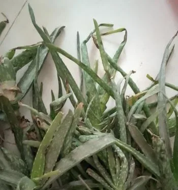 এলোভেরা
