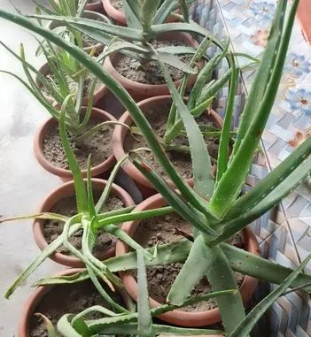স্বাস্থ্যকর অ্যালোভেরা গাছ