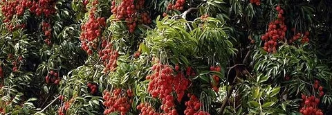 লিচুবাগান বিক্রয় করা হবে