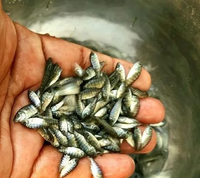 তেলাপিয়া মাছের পোনা