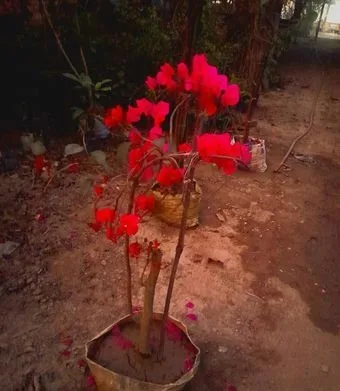গাছ পাওয়া যায়