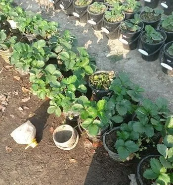 স্ট্রবেরি গাছ