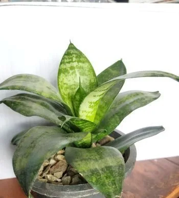 Snake plant , indoor plants