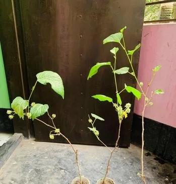 ফলসহ মালবেরি গাছ