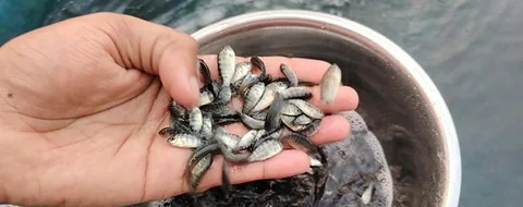 তেলাপিয়া মাছের পোনা