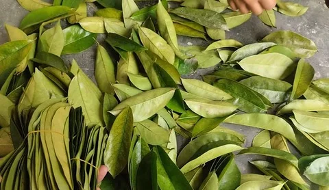 korsol pata